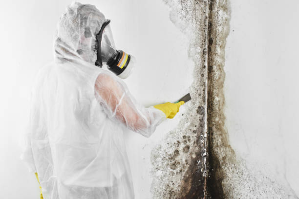 Best Commercial Mold Inspection  in Forty Fort, PA